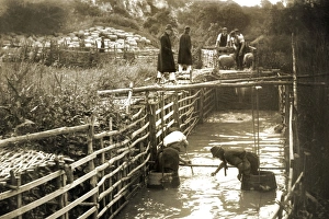 Sheep-washing in the River Arun, Peppering Farm, near Burpham Sheep-washing in the River Arun, Peppering Farm, near Burpham