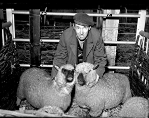 Straw Prints: Shepherd with two sheep, 1955