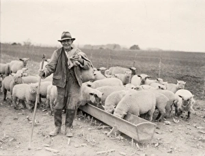 Shepherd and sheep at feeding time, Byworth, October 1933