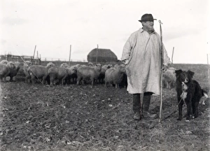 Shepherd with his sheepdog and flock, January 1925