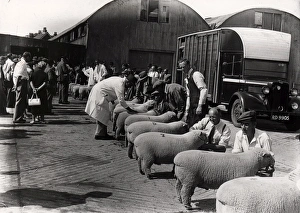 Southdown Sheep Show Southdown Sheep Show