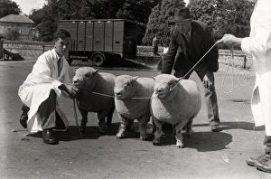 Southdown Sheep Show Southdown Sheep Show