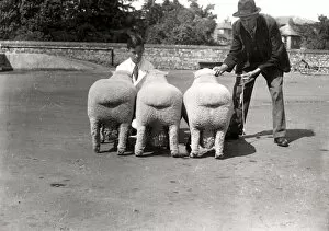 Images Dated 28th January 2013: Southdown Sheep Show showing the rear view of three sheep