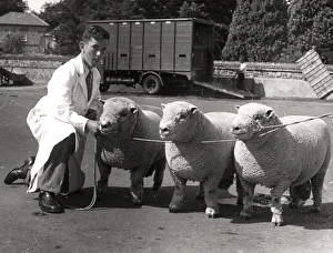 Southdown Sheep Show - showing three sheep