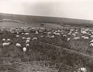 Images Dated 8th March 2013: Southdown sheep, winners of the Southdown Flock competition, May 1938