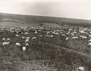 Farm Prints: Southdown sheep, winners of the Southdown Flock competition, May 1938