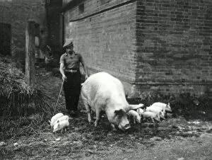 Images Dated 21st May 2015: Sow and Piglets - April 1945