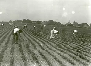 Images Dated 9th March 2015: Sugar Beet Hoeing Competition at Oving -1939