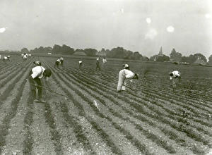 Sugar Beet Hoeing Competition at Oving -1939 Sugar Beet Hoeing Competition at Oving -1939