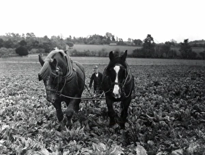 George Garland Prints: Sugar Beet Lifting - about 1944