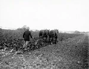 Images Dated 26th February 2015: Sugar Beet Lifting near Rogate - October 1938