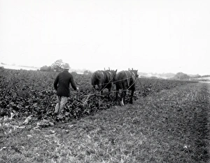 Produce Prints: Sugar Beet Lifting near Rogate - October 1938