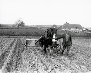 Images Dated 9th March 2015: Sugar Beet preparation in the Midhurst district - April 1939