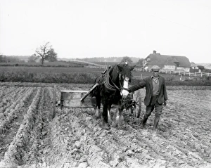 Sugar Beet preparation in the Midhurst district - April 1939 Sugar Beet preparation in the Midhurst district - April 1939