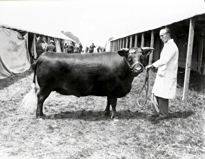 Animal Prints: Sussex Show