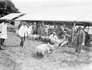 Sheep Prints: Sussex County Show at Chichester, 21 June 1933