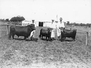 Images Dated 29th October 2014: Sussex Show. 3 Dexter cattle with handlers in show arena, 1930