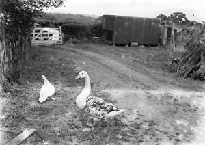 Swangoose at High Noons, Balls Cross - June 1938