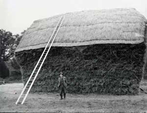 Images Dated 14th May 2015: Thatched Haystack - 15 November 1945