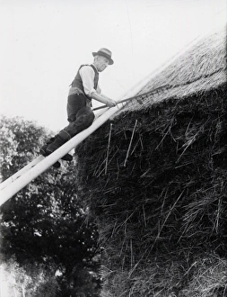 Agriculture Prints: Thatching a rick at Fittleworth - October 1945