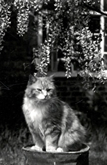 Animal Prints: Tiddles - 30 April 1945