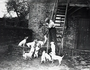 Tillington House Terriers