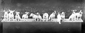 Tillington Terriers - 1938