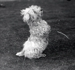 Animal Prints: A treat, please! - April 1940