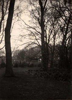 John Fletcher Collection - 'Wanderings In Sussex' Prints: Trees in the grounds of Aldwick Manor, 1909