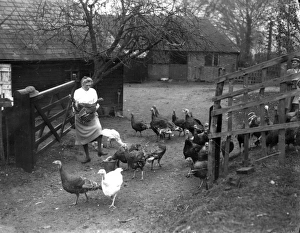 Country Side Prints: Turkeys on a farm at Frant