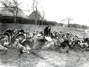 Turkeys in a field at South Farm at Tillington, Sussex