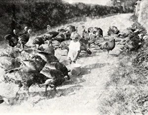 Turkeys at South Farm, Petworth