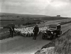 Images Dated 7th June 2012: On the way to Findon Sheep Fair, 14 September 1935