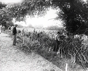 Sussex Show - 1938