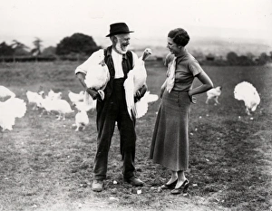 White turkeys