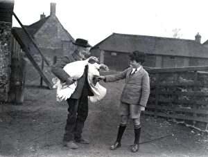 White Turkeys at Upperton, December 1933
