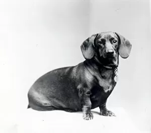 Images Dated 11th June 2015: Who are you calling a Sausage Dog? - about 1947