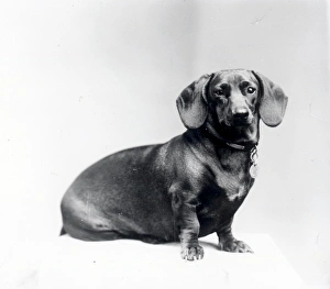 George Garland Prints: Who are you calling a Sausage Dog? - about 1947