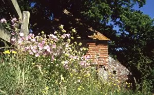 David Johnston Collection: Wild flowers near the water mill at Mill Farm, Lurgashall, West Sussex