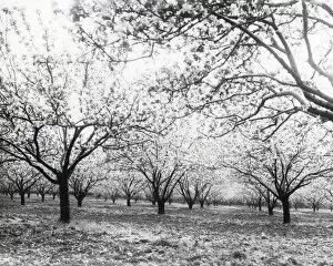 Images Dated 2nd April 2015: Wisborough Green Fruit Trees - about 1942