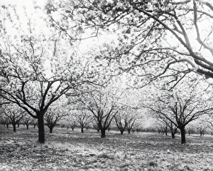 Produce Prints: Wisborough Green Fruit Trees - about 1942