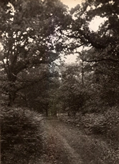 John Fletcher Collection - 'Wanderings In Sussex' Prints: Woodland glade near Henley, 1909