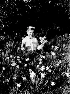 Happy Prints: Five year old girl picking daffodils