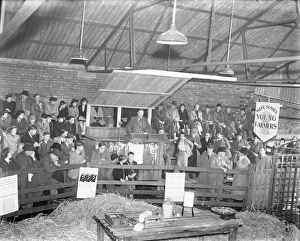 Boys Prints: Young Farmers demonstrating milk recording at Chichester, February 1945