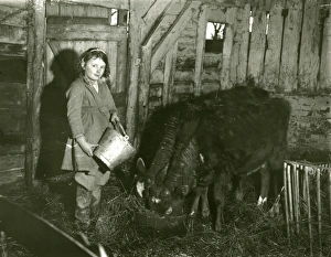 Straw Prints: Young girl feeding calves in a barn, February 1938