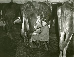 Images Dated 22nd August 2014: Young girl milking a cow, February 1930