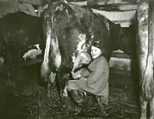 Images Dated 22nd August 2014: Young girl milking a cow, February 1938